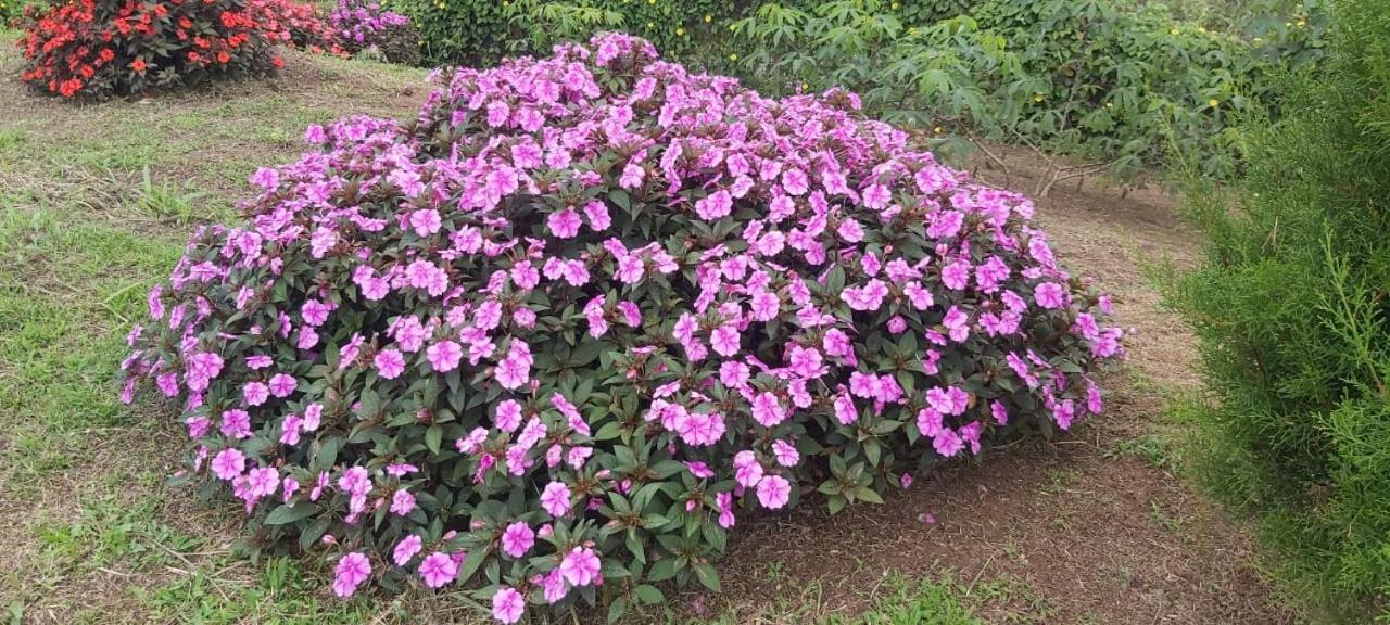 El Rincon De Las Flores Bajo Tigre Eksteriør billede